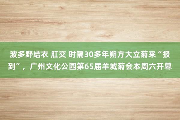 波多野结衣 肛交 时隔30多年朔方大立菊来“报到”，广州文化公园第65届羊城菊会本周六开幕